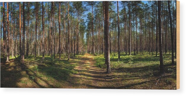Road Wood Print featuring the photograph Road Through The Mazovian Woods by Owen Weber