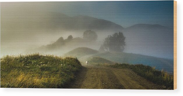Dog Wood Print featuring the photograph The Lost Dog by Razvan Lazarescu