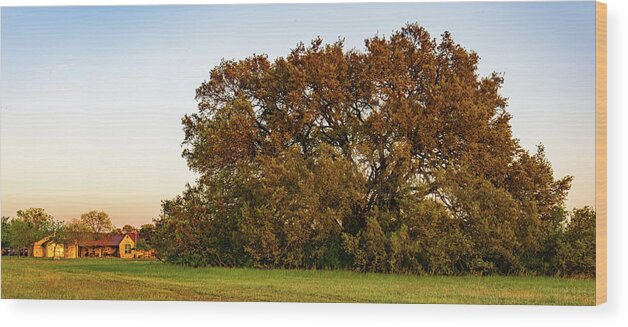 Bosque County Wood Print featuring the photograph Texas Ranch Oak at Sunset by Ron Long Ltd Photography