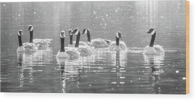 Animal Wood Print featuring the photograph Group Of Canada Geese Swimming by Mike Fusaro