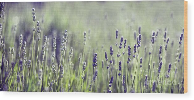Lavender Wood Print featuring the photograph Lavender flower in field by Jelena Jovanovic