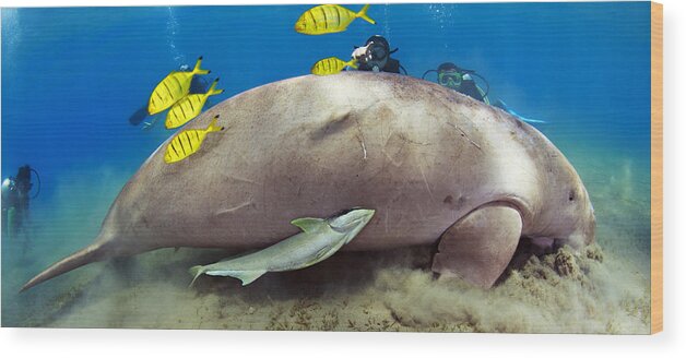 Underwater Wood Print featuring the photograph Look! Dugong! by Dmitry Miroshnikov