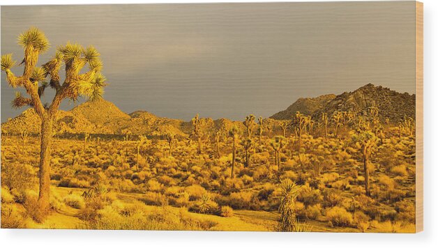 Joshua Tree National Park Wood Print featuring the photograph Joshua Tree Sunset #1 by Kunal Mehra