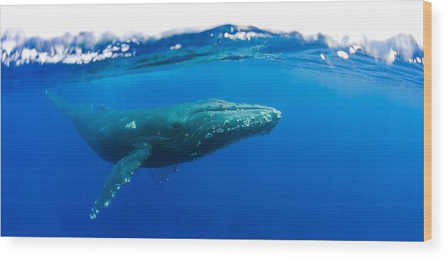 Underwater Wood Print featuring the photograph Humpback whale #7 by M Swiet Productions