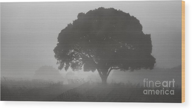 Landscape Wood Print featuring the photograph Barbara's Tree by Steve Ruddy