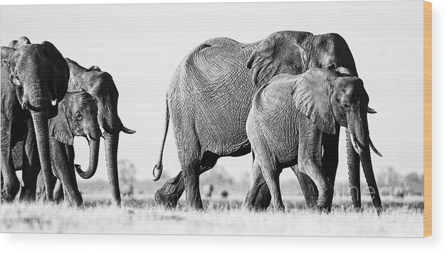 Elephant Wood Print featuring the photograph Beautiful Elephant Black And White 55 by Boon Mee