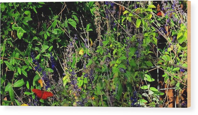 Butterflies Wood Print featuring the photograph Butterfly Power by David Norman