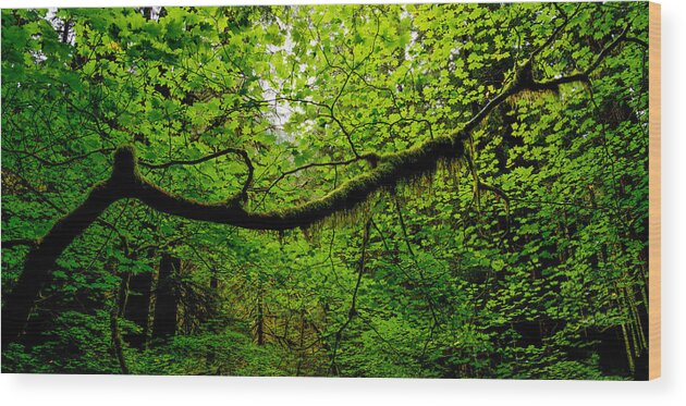 Washington Wood Print featuring the photograph Canopy by Dustin LeFevre