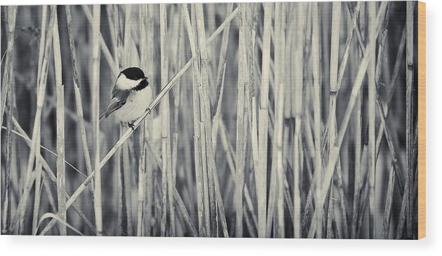 Bird Wood Print featuring the photograph Chickadee in the redds by Peter V Quenter