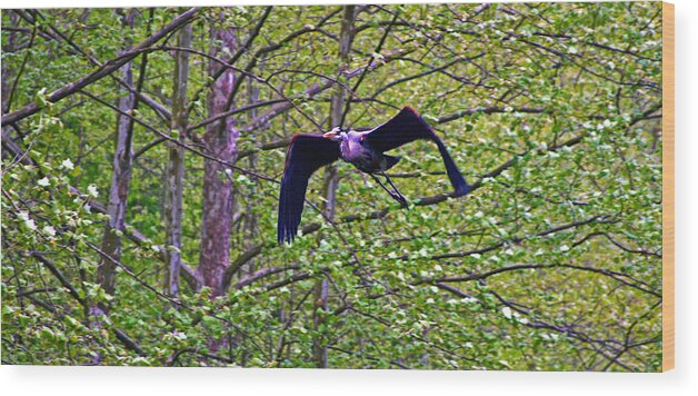 Heron Wood Print featuring the photograph Heron in flight by Andy Lawless