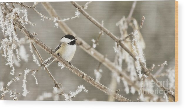 Killian Wood Print featuring the photograph Hoarfrost Morning by Jan Killian