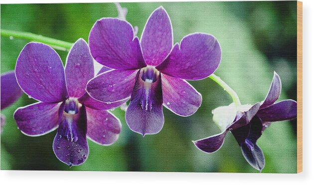 Purple Orchids Wood Print featuring the photograph Purple Orchids by Crystal Wightman