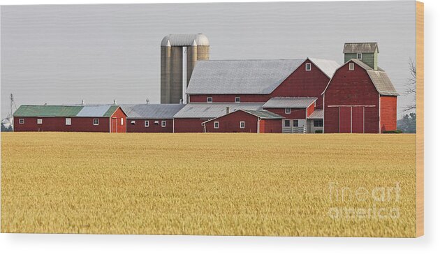 Red Barn Wood Print featuring the photograph Red Barn and Wheatfield 8419 by Jack Schultz