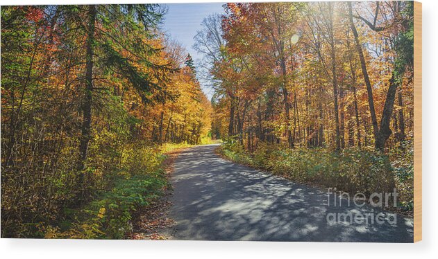 Road Wood Print featuring the photograph Road through fall forest by Elena Elisseeva