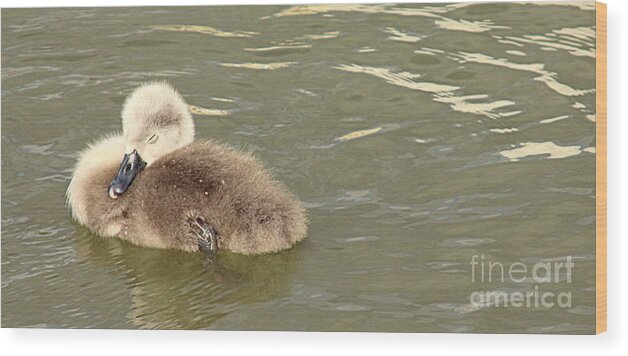 Linsey Williams Prints Wood Print featuring the photograph Sleepy Cygnet by Linsey Williams