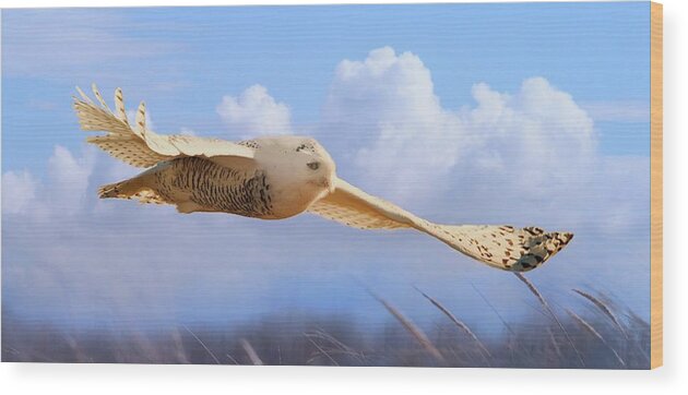 Snowy Owl Wood Print featuring the photograph Snow Owl In Flight by Dale J Martin