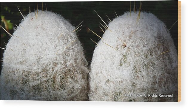 Snow Wood Print featuring the photograph Snowball Cotton Cactus by Jeff Lowe