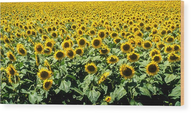 France Wood Print featuring the photograph Sunflowers by Matthew Pace