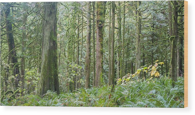 Tree Wood Print featuring the photograph The Emerald Forest by Linda McRae