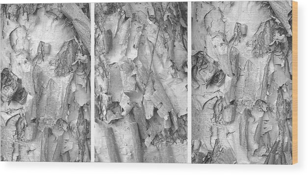 Triptych Wood Print featuring the photograph Triptych of Curling Tree Bark In Black and White with a White Background by Suzanne Powers