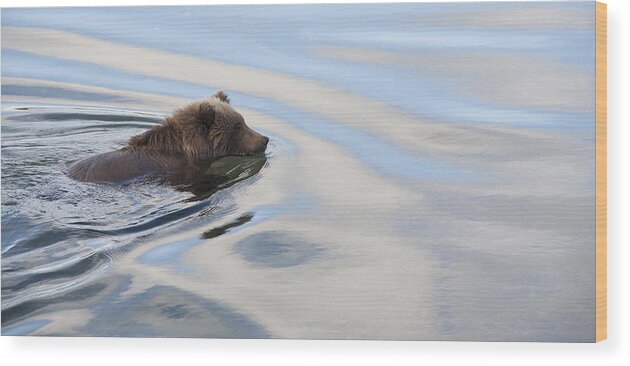Mp Wood Print featuring the photograph Grizzly Bear Ursus Arctos Horribilis #23 by Matthias Breiter