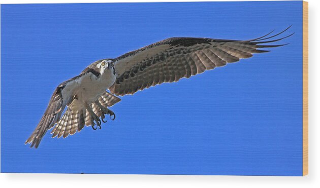 Osprey Wood Print featuring the photograph Osprey flight by Larry Nieland