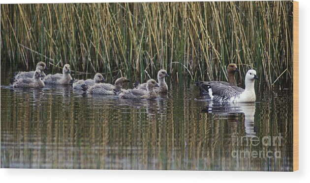 Goose Wood Print featuring the photograph Upland Geese - Patagonia by Craig Lovell