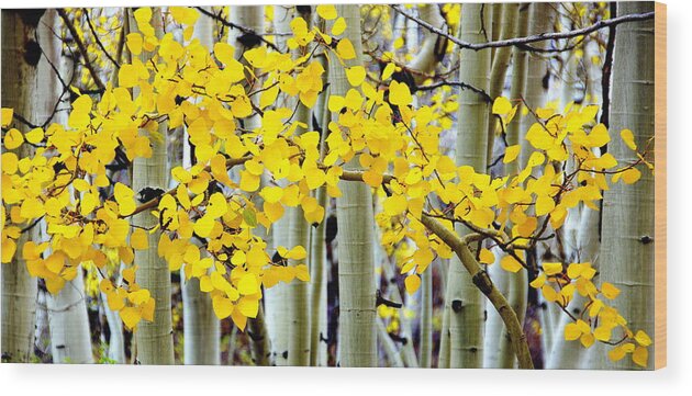 Aspen Wood Print featuring the photograph White Aspen Golden Leaves by Jeff Lowe