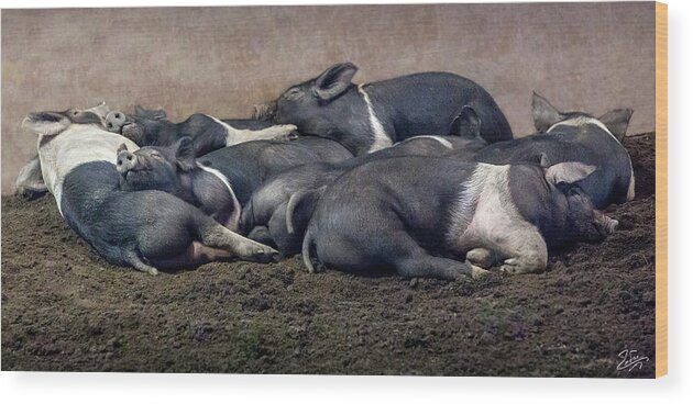 Pig Wood Print featuring the photograph A Pile Of Pampered Piglets by Endre Balogh