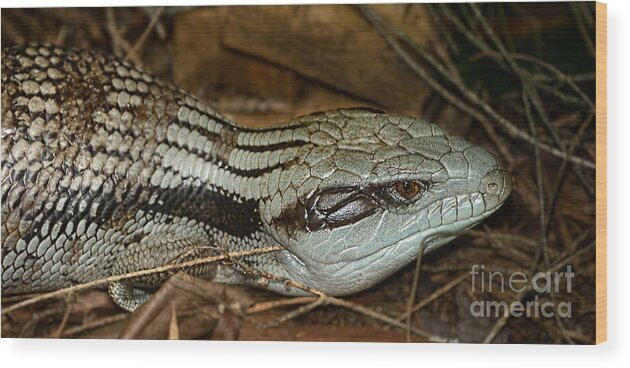 Photography Wood Print featuring the photograph Blue Tongue Lizard by Kaye Menner by Kaye Menner