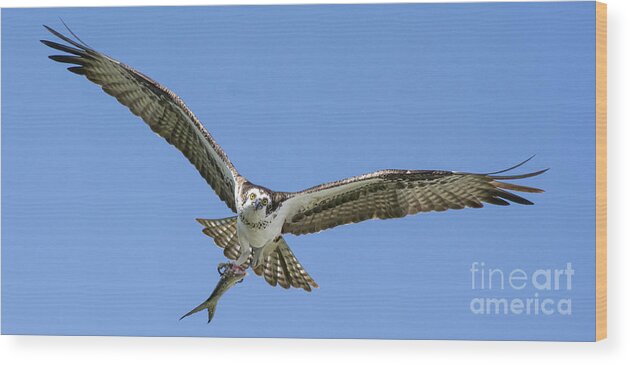 Osprey Wood Print featuring the photograph Comin Around by Quinn Sedam