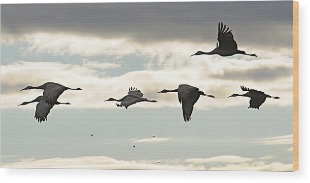 Sandhill Cranes Wood Print featuring the photograph Cranes at Dawn 2 by Diana Douglass