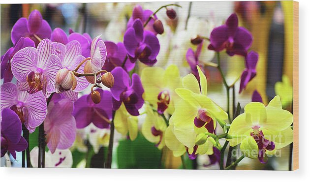 Decorative Wood Print featuring the photograph Decorative Orchids Still Life B82418 by Mas Art Studio