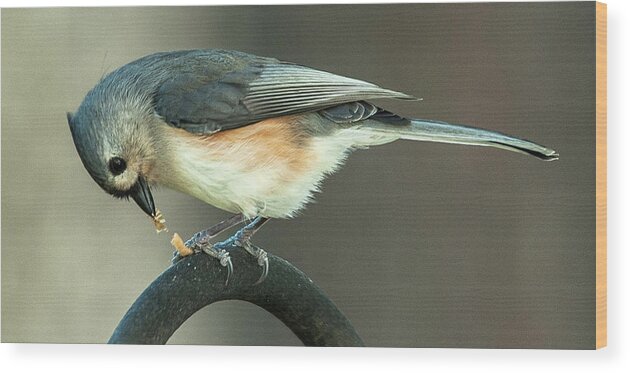 Alexandria Wood Print featuring the photograph Early Titmouse Gets the Worm by Jim Moore