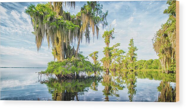 Crystal Yingling Wood Print featuring the photograph Grand Cypress by Ghostwinds Photography