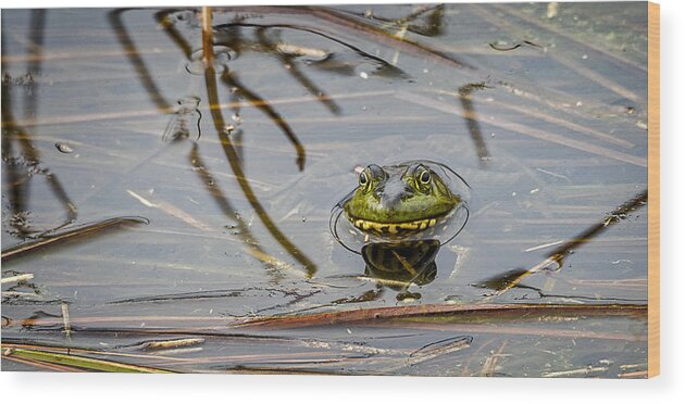 Bullfrog Wood Print featuring the photograph Happy As aFrog by David Kay
