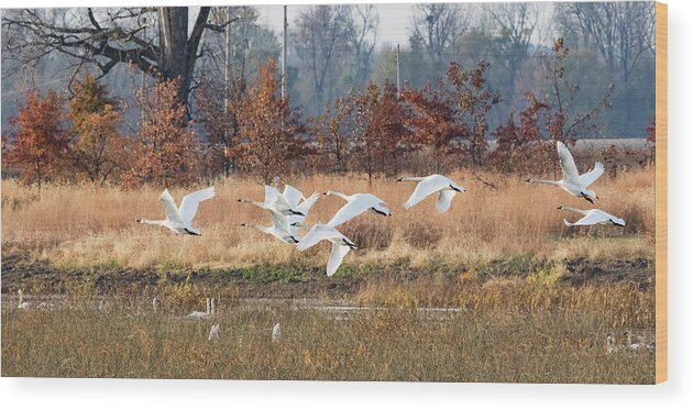 Swans Wood Print featuring the photograph In Flight by Holly Ross