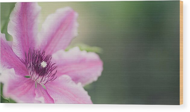 Flowers Wood Print featuring the photograph Pink Clematis by Rebecca Cozart