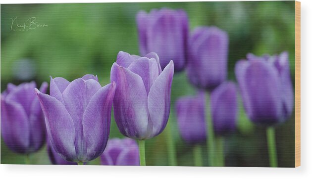 Purple Wood Print featuring the photograph Purple Ones by Nick Boren