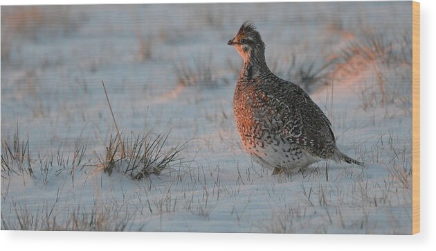 Sharptail Wood Print featuring the photograph Sharptail on at Sunrise by Whispering Peaks Photography