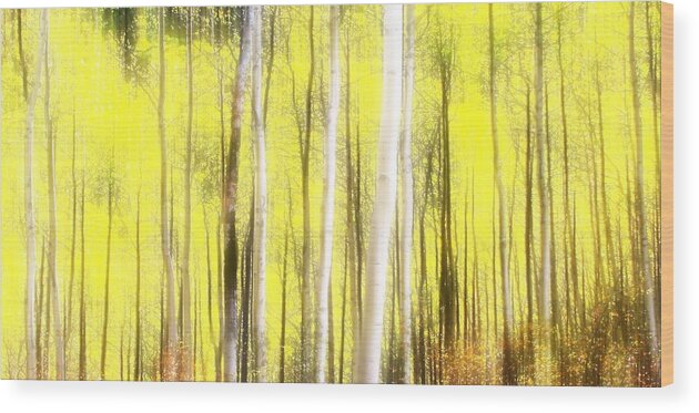 Aspen Trees Wood Print featuring the photograph Sunlit Aspen Grove by LeAnne Perry