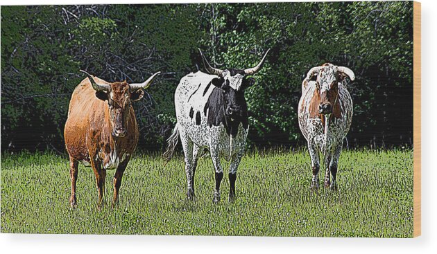 Agriculture Wood Print featuring the photograph Three Longhorn Cows by Debra Baldwin