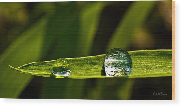 Grass Wood Print featuring the photograph Two Drops by Christopher Holmes