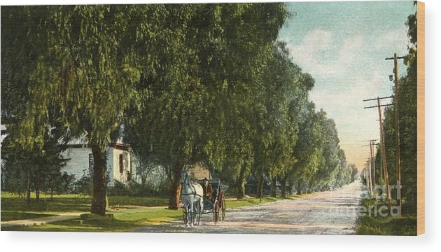 White Oak Wood Print featuring the photograph White Oak Monrovia California 1910s by Sad Hill - Bizarre Los Angeles Archive