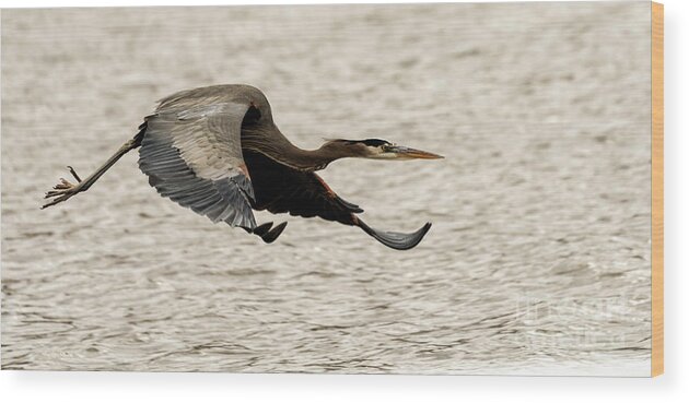 Great Blue Heron Wood Print featuring the photograph Great Blue Heron #2 by Sam Rino