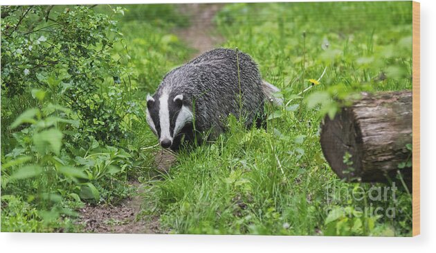 European Badger Wood Print featuring the photograph Badger by Arterra Picture Library
