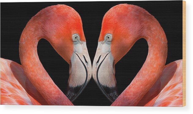 Panoramic Wood Print featuring the photograph Kissing Flamingos by Dean Fikar