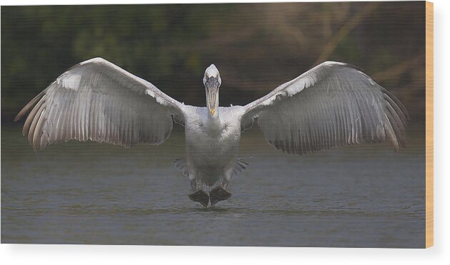 Pelican Wood Print featuring the photograph Landing by C.s.tjandra