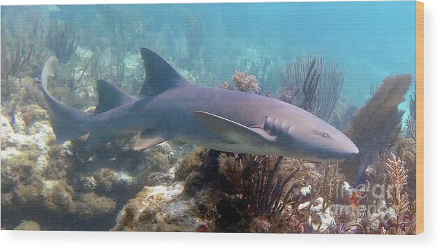 Underwater Wood Print featuring the photograph Nurse Shark 27 by Daryl Duda