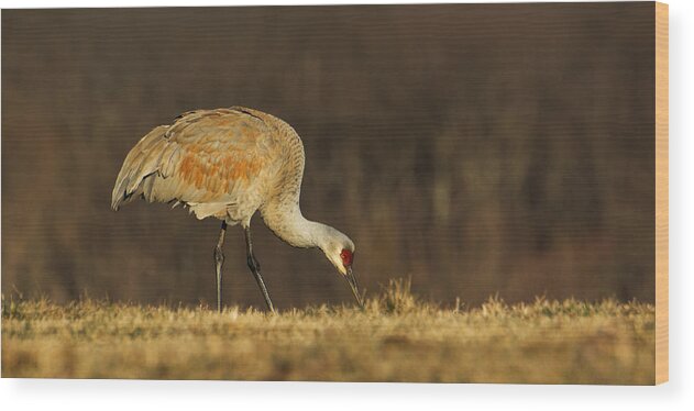 Sandhill Wood Print featuring the photograph Sandhill Crane by Darlene Hewson